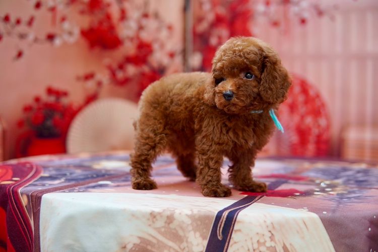 พุดเดิ้ลทอยเพศผู้ สีน้ำตาล รูปที่ 6