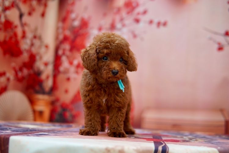พุดเดิ้ล (Poodle) เล็ก พุดเดิ้ลทอยเพศผู้ สีน้ำตาล