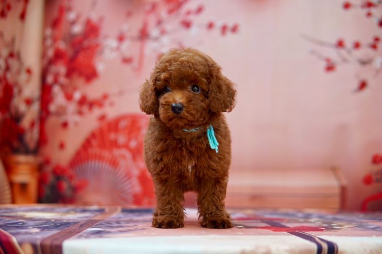 พุดเดิ้ลทอยเพศผู้ สีน้ำตาล รูปที่ 4