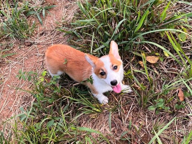 Corgi Pembroke Welsh