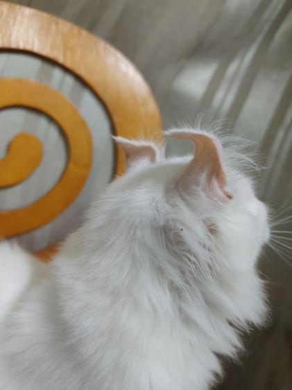 เด็กชายตาฟ้า American Curl รูปที่ 7
