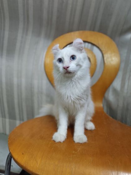เด็กชายตาฟ้า American Curl รูปที่ 5