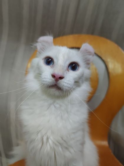 อเมริกัน เคิร์ล (American Curl) เด็กชายตาฟ้า American Curl