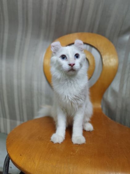 เด็กชายตาฟ้า American Curl รูปที่ 6