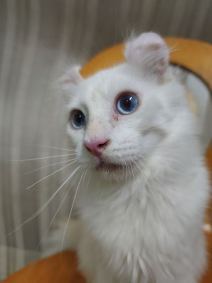 เด็กชายตาฟ้า American Curl รูปที่ 4