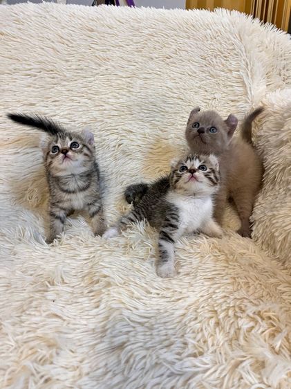 แมวอเมริกันเคริล