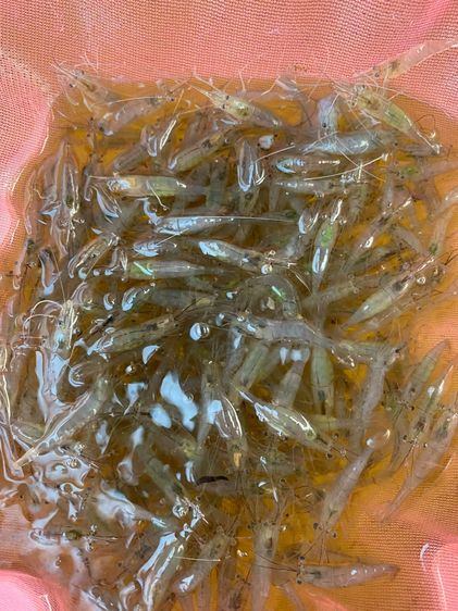 พ่อแม่พันธุ์กุ้งฝอย