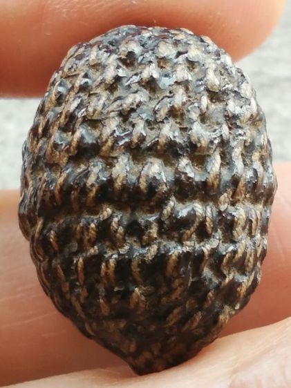 หมากทุยเก่า