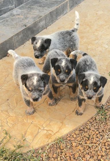Australian Cattledog puppys