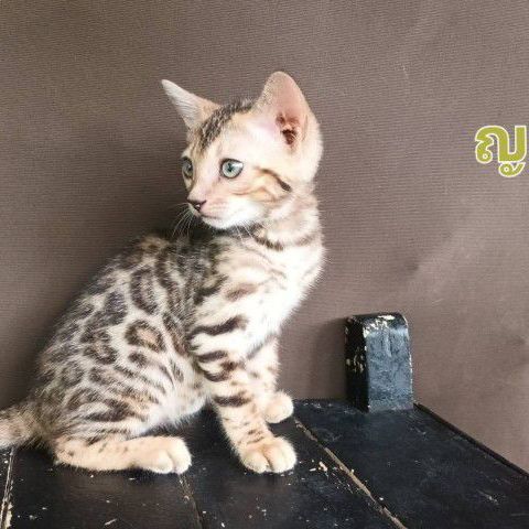 เบงกอล (Bengal House Cat) แมวเบงกอล