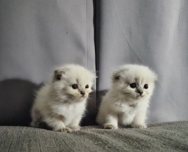 มันช์กิ้น (Munchkin) หาบ้านให้น้องแมวมั้นช์กิ้นหิมาลายันพ้อยท์สวยๆแต้มครบกลมน่ารักมากๆ