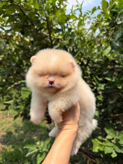 ปอมหมีๆสวยๆหลายตัว ราคาเบาๆ เริ่ม3500