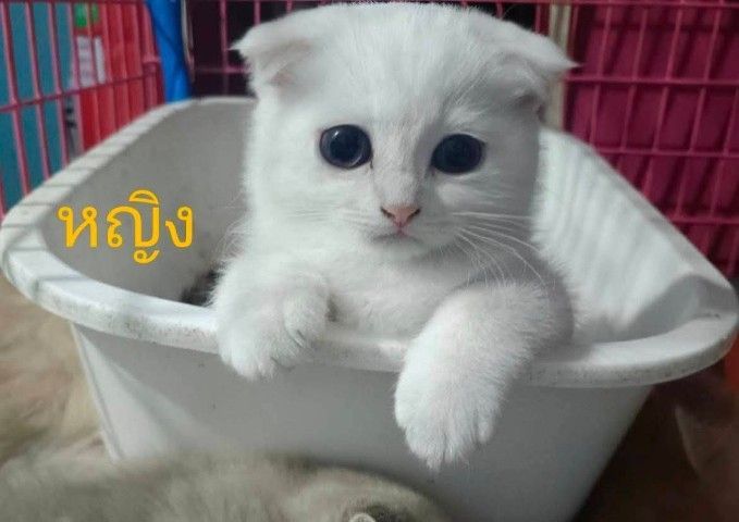 สก็อตติช โฟลด์ (Scottish Fold) ขายแมวสก็อตติชโฟล์
