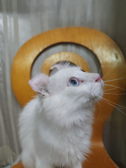 เด็กชายตาฟ้า American Curl รูปที่ 11