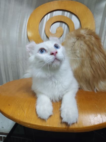 เด็กชายตาฟ้า American Curl รูปที่ 9