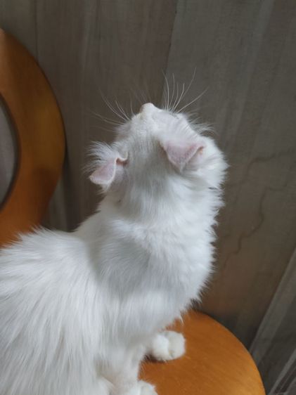 เด็กชายตาฟ้า American Curl รูปที่ 10