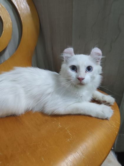 เด็กชายตาฟ้า American Curl รูปที่ 8