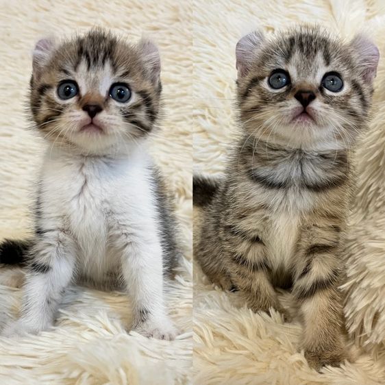 อเมริกัน เคิร์ล (American Curl) แมวอเมริกันเคริล