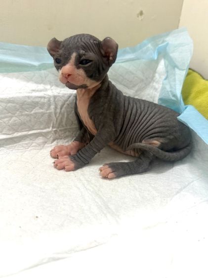 สฟิงซ์ (Sphynx) แมวสฟิงซ์(เอลฟ์)