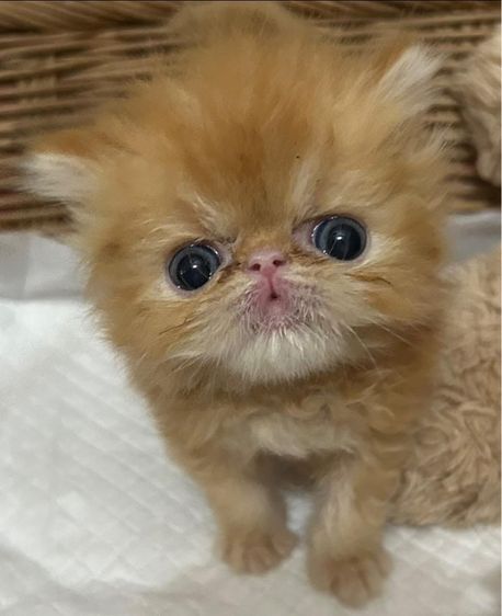 ลูกแมวส้มเอ็กโซติกLh