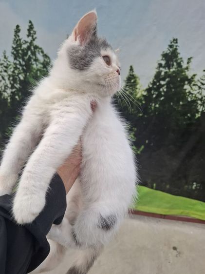 ขายแมวพันธุ์ เปอร์เซียผสมเอ็กโซติก รูปที่ 10