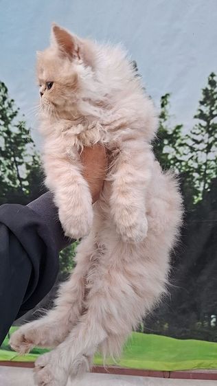 ขายแมวพันธุ์ เปอร์เซียผสมเอ็กโซติก รูปที่ 5