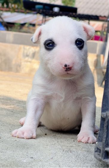 บูลเทอร์เรีย (Bull Terrier) กลาง ลูกสุนัขบูลเทอเรีย