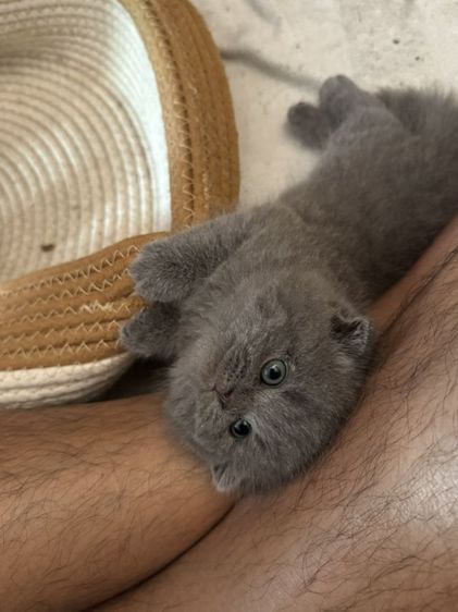 ขาสั้น บลู ญ😻😸