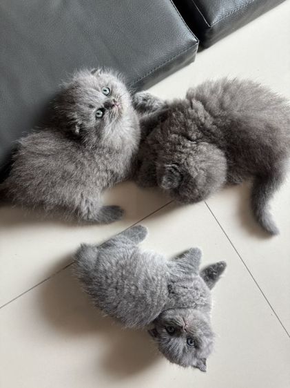 ขาสั้น บลู ญ😻😸 รูปที่ 3