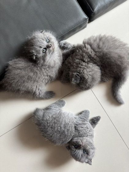 scottish บลู ผช2 ญ1 รูปที่ 3