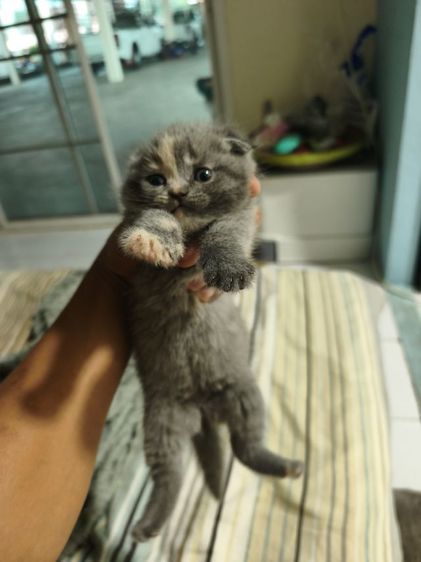 scottish บลู ผช2 ญ1 รูปที่ 11