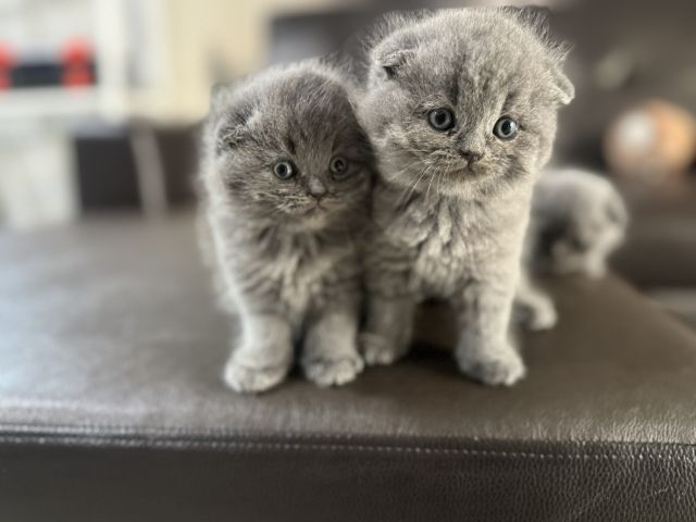 scottish บลู ผช2 ญ1 รูปที่ 2