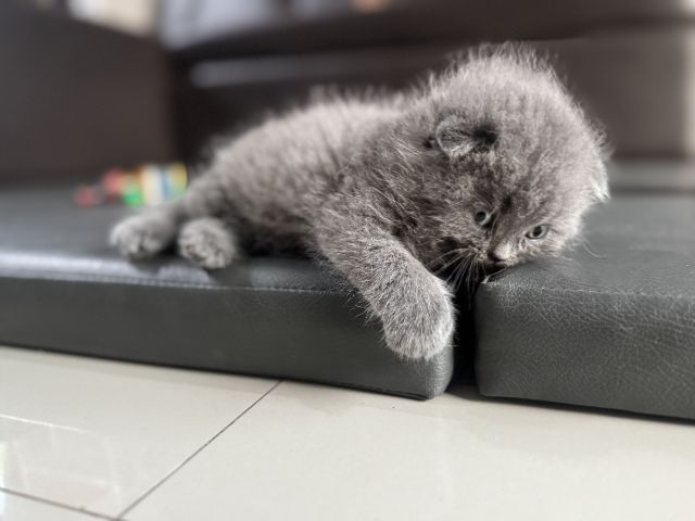 scottish บลู ผช รูปที่ 4