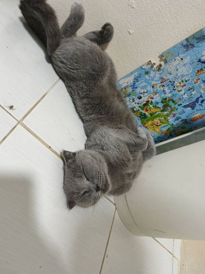 scottish บลู ผช2 ญ1 รูปที่ 10