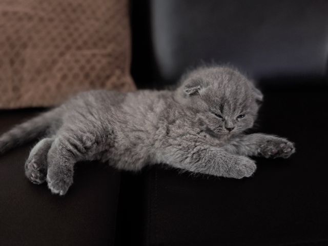 scottish บลู ผช2 ญ1 รูปที่ 4