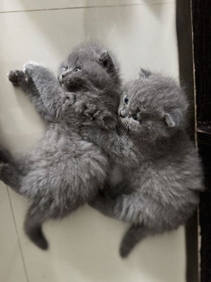 scottish บลู ผช2 ญ1 รูปที่ 8