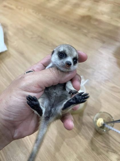 เมียร์แคตน่ารักผู้และเมีย รูปที่ 3