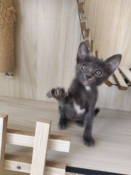 แมวโคราช สีสวาด รูปที่ 3