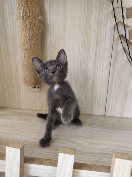 แมวโคราช สีสวาด รูปที่ 6