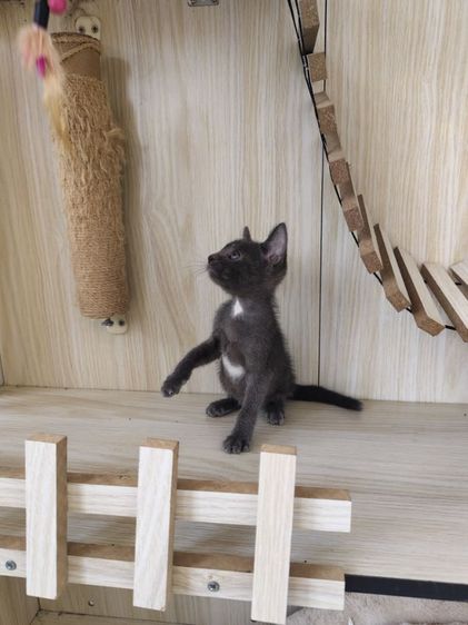 แมวโคราช สีสวาด รูปที่ 11