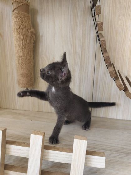 แมวโคราช สีสวาด รูปที่ 10