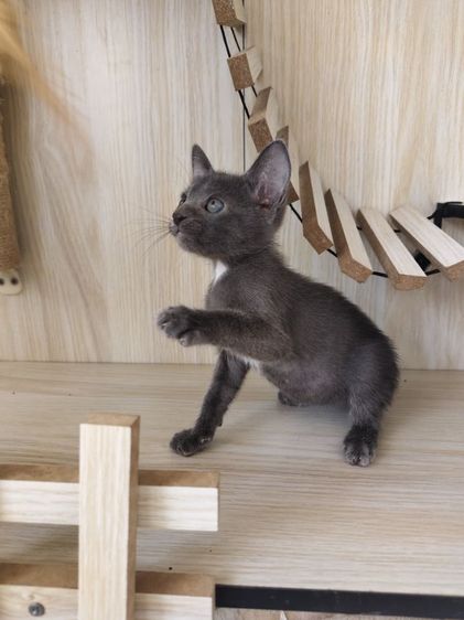 แมวโคราช สีสวาด รูปที่ 9