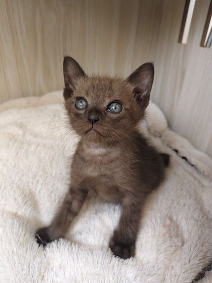 แมวไทย (Thai Cat) แมวเบอร์มีส