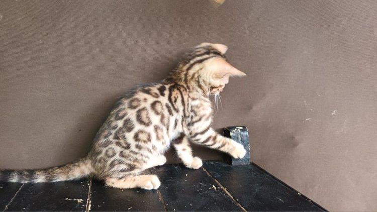 เบงกอล (Bengal House Cat) แมวเบงกอลเพศเมีย