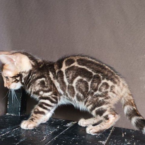 เบงกอล (Bengal House Cat) แมวเบงกอลเพศผู้