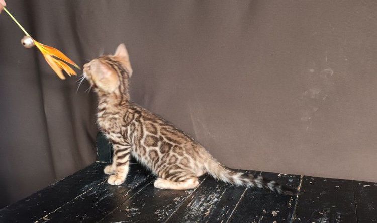 เบงกอล (Bengal House Cat) แมวเบงกอลเพศเมีย