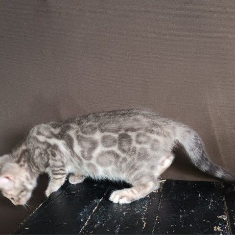 เบงกอล (Bengal House Cat) แมวเบงกอลเพศผู้ สีเทา