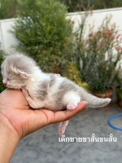 มันช์กิ้น (Munchkin) แมวมันช์กิ้นขาสั้น