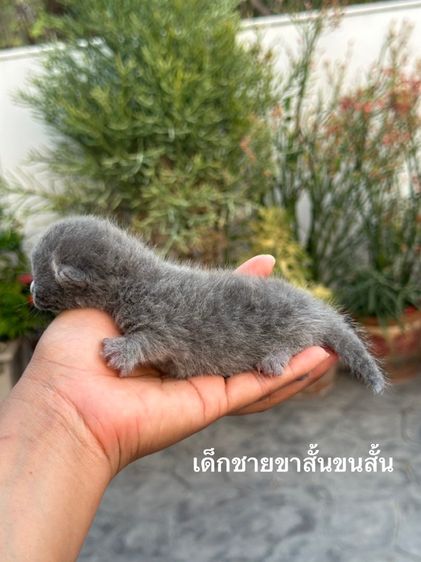 มันช์กิ้น (Munchkin) แมวมันช์กิ้นขาสั้น