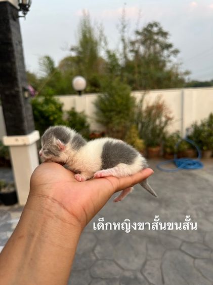 มันช์กิ้น (Munchkin) แมวมันช์กิ้นขาสั้น